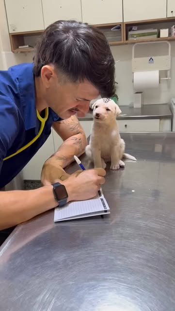 Veterinario revisando a un perrito