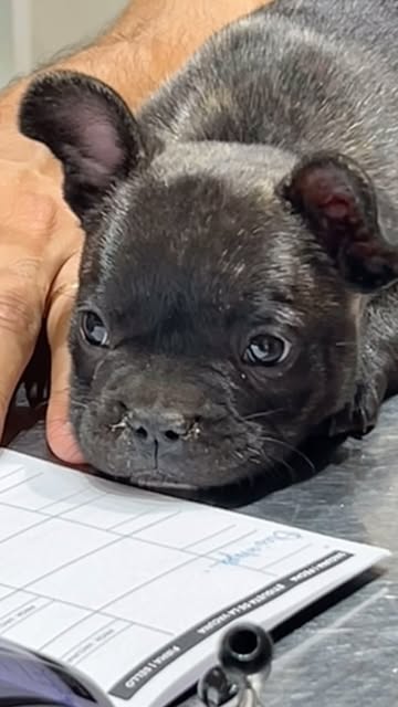 Bulldog francés en consulta