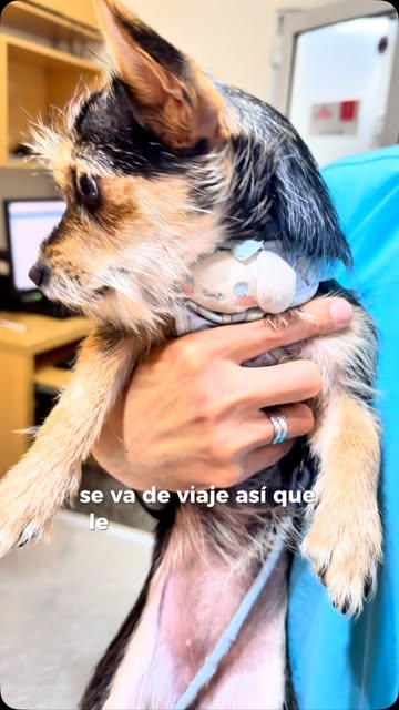 Perrito en brazos durante la consulta