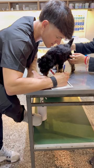Veterinario revisando a un cachorro en la camilla